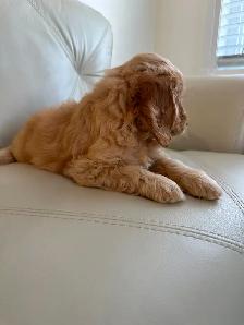 Miniature Cockapoo Puppies - Photo 8