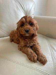 Miniature Cockapoo Puppies - Photo 9