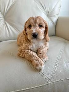 Miniature Cockapoo Puppies - Photo 10