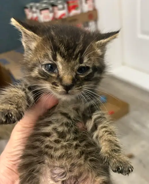 Chatons mâles, Laval