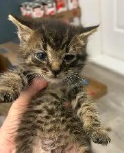 Chatons mâles, Laval