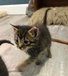 Chatons mâles, Laval - Photo 2