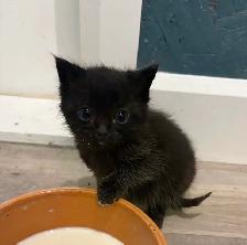Chatons mâles, Laval - Photo 3