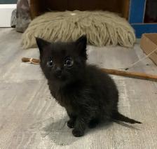 Chatons mâles, Laval - Photo 4