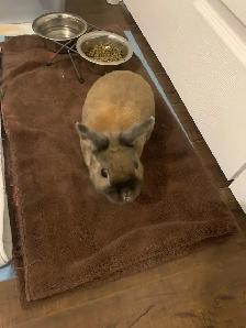 Lapin avec cage et tout le nécessaire