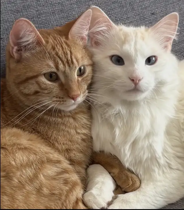 Beautiful Boy Cats Need Home