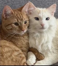 Beautiful Boy Cats Need Home