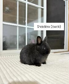 tiny netherland dwarf baby bunny