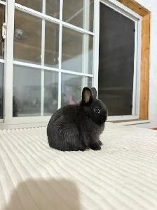 tiny netherland dwarf baby bunny - Photo 2