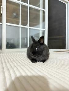 tiny netherland dwarf baby bunny - Photo 4