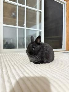 tiny netherland dwarf baby bunny - Photo 5
