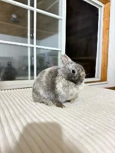 sweet female netherland dwarf bunny - Photo 2