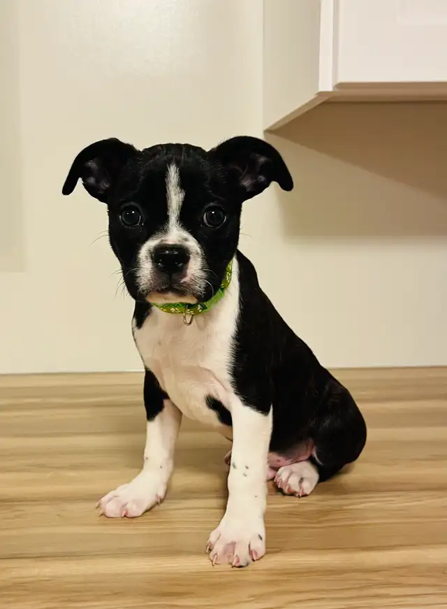 Sweet Boston Terrier X Puppies