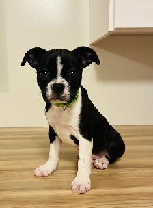 Sweet Boston Terrier X Puppies