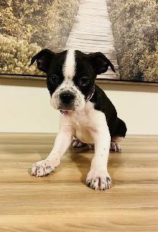 Sweet Boston Terrier X Puppies - Photo 2