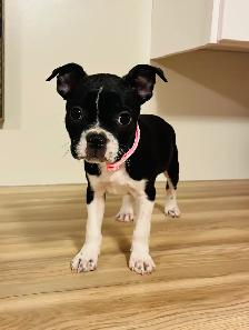 Sweet Boston Terrier X Puppies - Photo 3