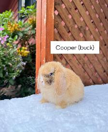 adorable holland lop baby bunnies