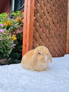 adorable holland lop baby bunnies - Photo 2