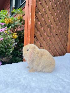 adorable holland lop baby bunnies - Photo 4