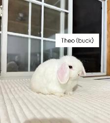 adorable holland lop baby bunnies - Photo 5