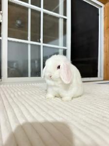 adorable holland lop baby bunnies - Photo 6