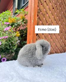adorable holland lop baby bunnies - Photo 7