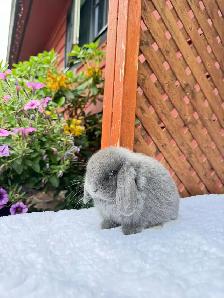 adorable holland lop baby bunnies - Photo 8