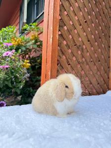 adorable holland lop baby bunnies - Photo 10