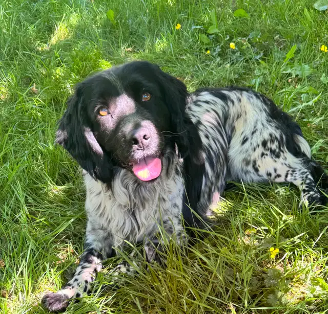 3 Year old Female English Cocker Spaniel