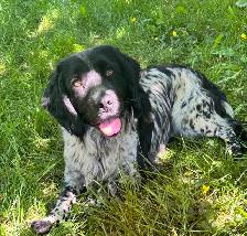 3 Year old Female English Cocker Spaniel