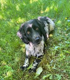 3 Year old Female English Cocker Spaniel - Photo 2