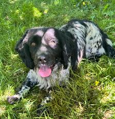 3 Year old Female English Cocker Spaniel - Photo 3