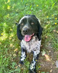 3 Year old Female English Cocker Spaniel - Photo 4