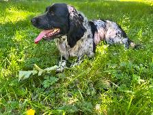 3 Year old Female English Cocker Spaniel - Photo 5