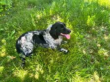 3 Year old Female English Cocker Spaniel - Photo 6