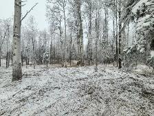 Mulching and Land Clearing Services - Photo 6