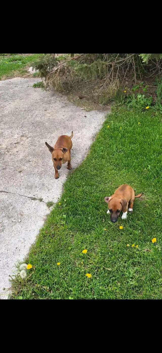Dachshund