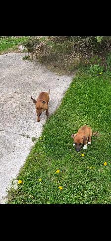 Dachshund