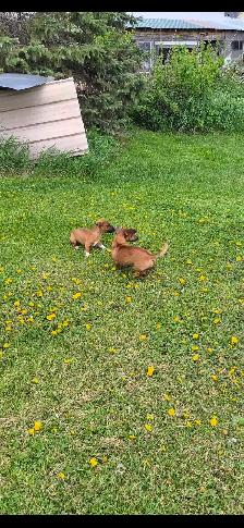 Dachshund - Photo 2