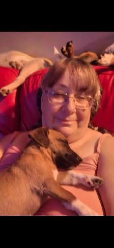 Dachshund - Photo 3
