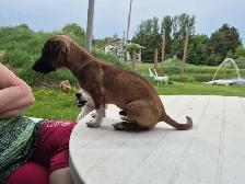 Dachshund - Photo 4