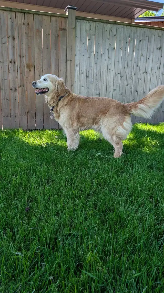 Golden Retriever for Rehoming