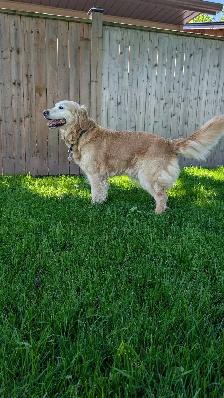 Golden Retriever for Rehoming