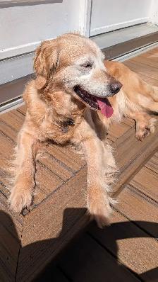 Golden Retriever for Rehoming - Photo 2