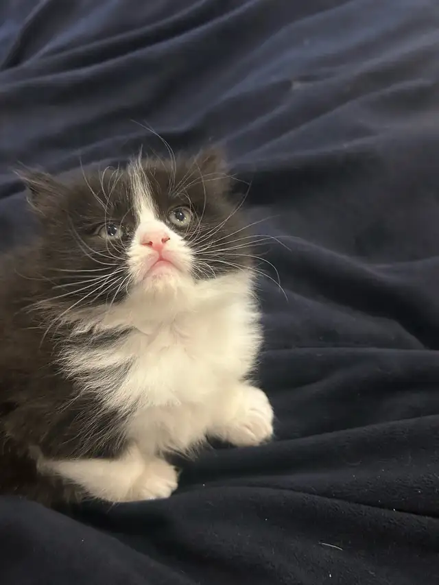beautiful female kitten
