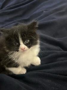 beautiful female kitten - Photo 2