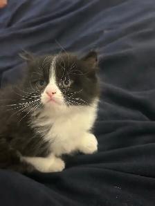 beautiful female kitten - Photo 3