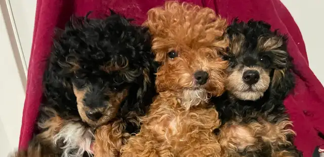 CKC Toy Poodles