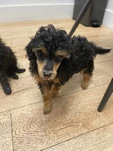 CKC Toy Poodles - Photo 2