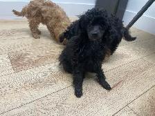 CKC Toy Poodles - Photo 3